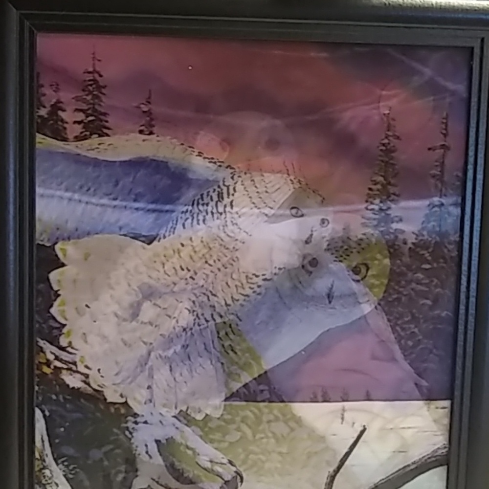 🦉 OWL Hologram Picture Awesome!